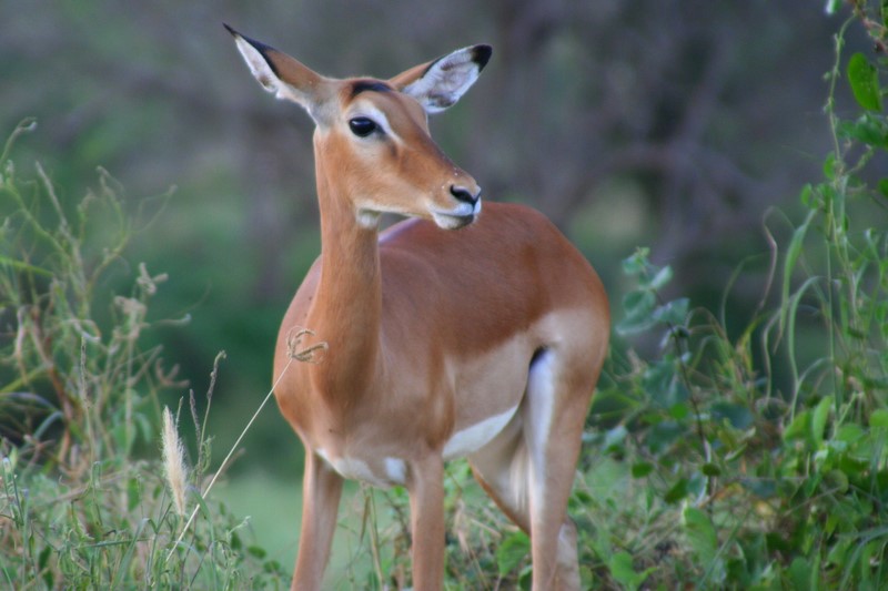 kenya_2007_0660